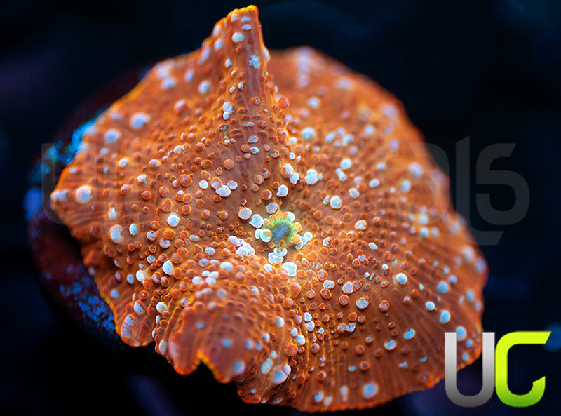 UC Spotted Salmon Mushroom
