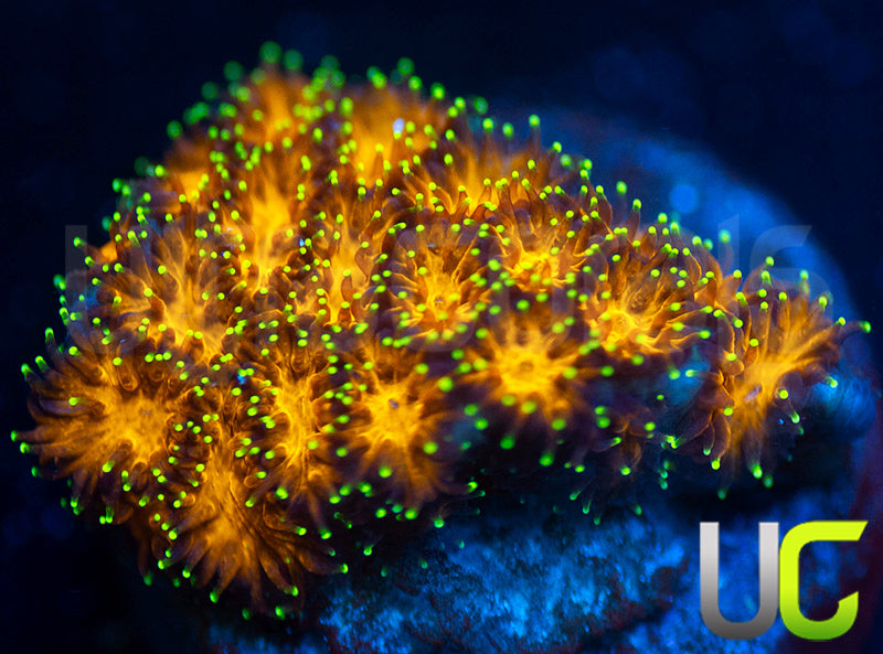 UC Lightning Tip Leptastrea