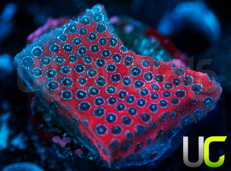 Darth Maul Porites
