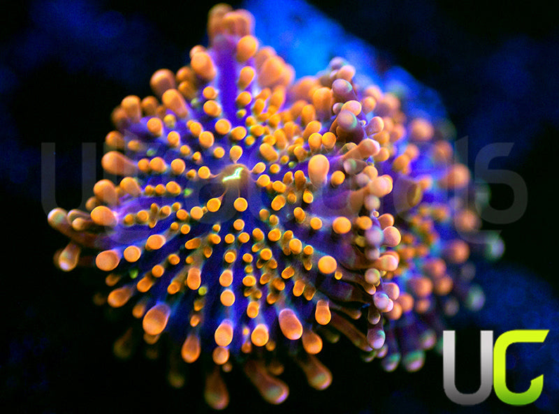 UC Mango Passion Yuma Ricordeas