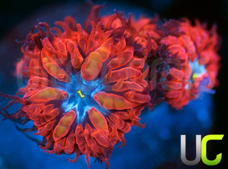 UC Blue Ravens Blastos