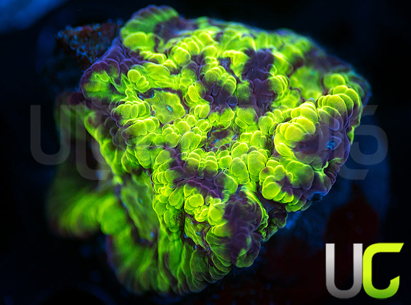 UC Bumblebee Favites