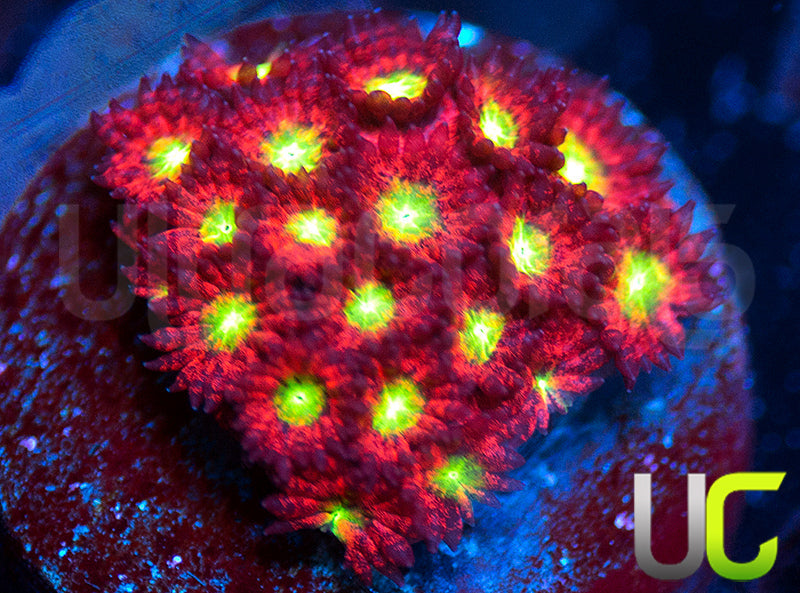 UC Sweet Tart Madracis