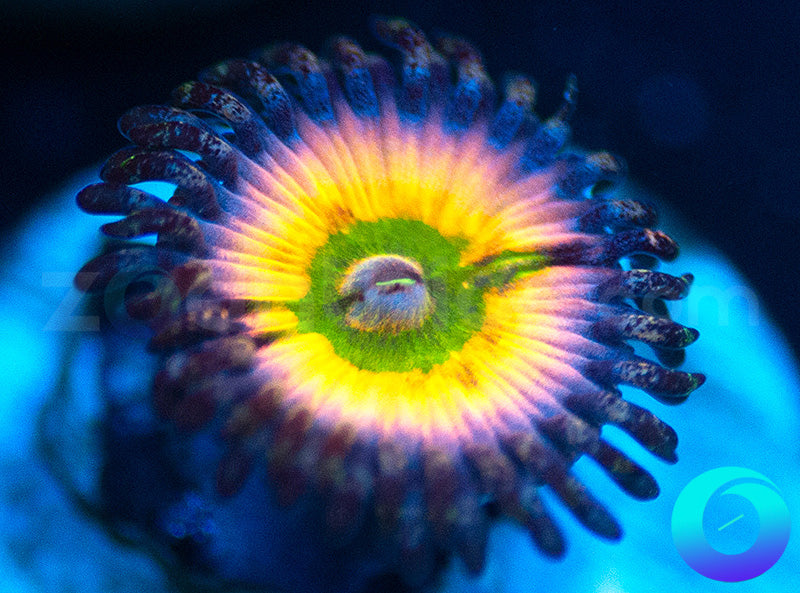 SC Orange Rainbow