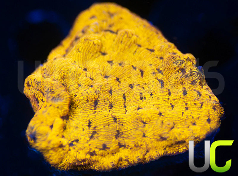UC Golden Dragon Lepto