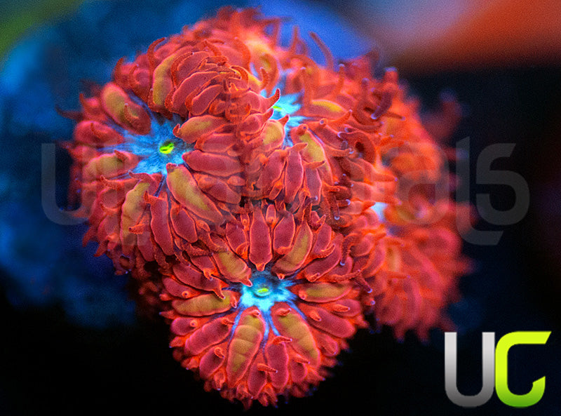 UC Blue Raven Blastos