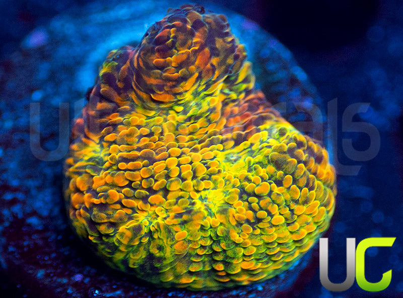 WWC Stellaria Chalice