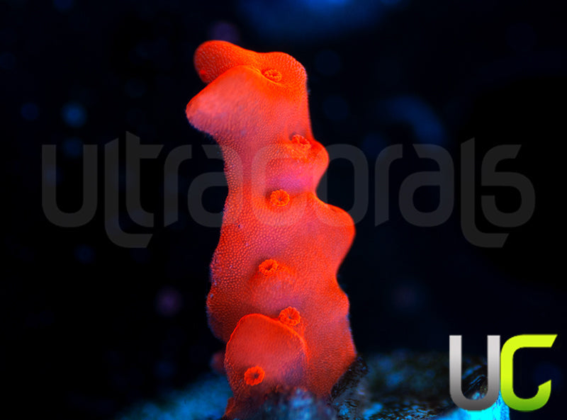 Montipora Setosa