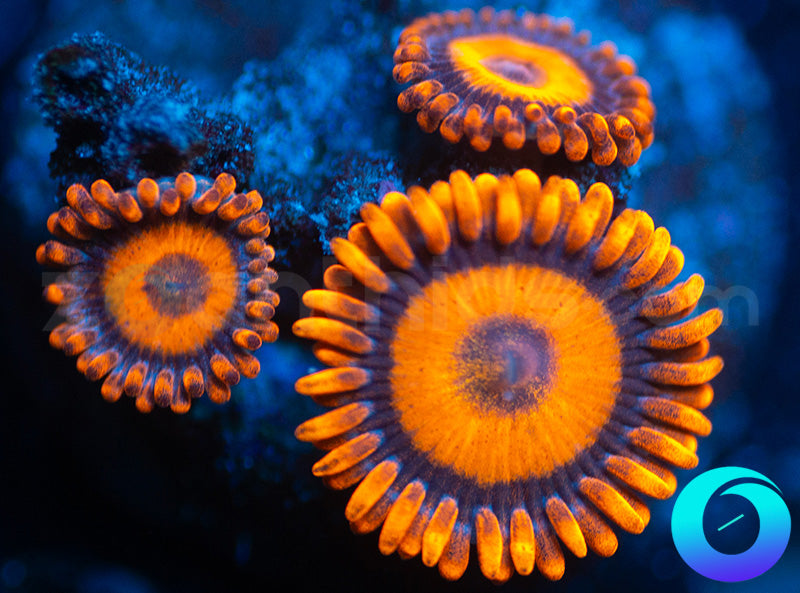 Oxides