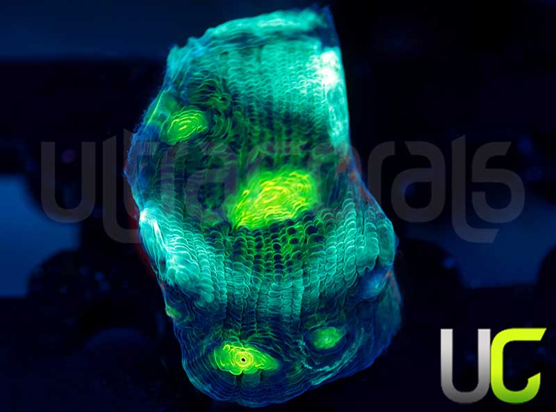 UC Shadow Doom Chalice