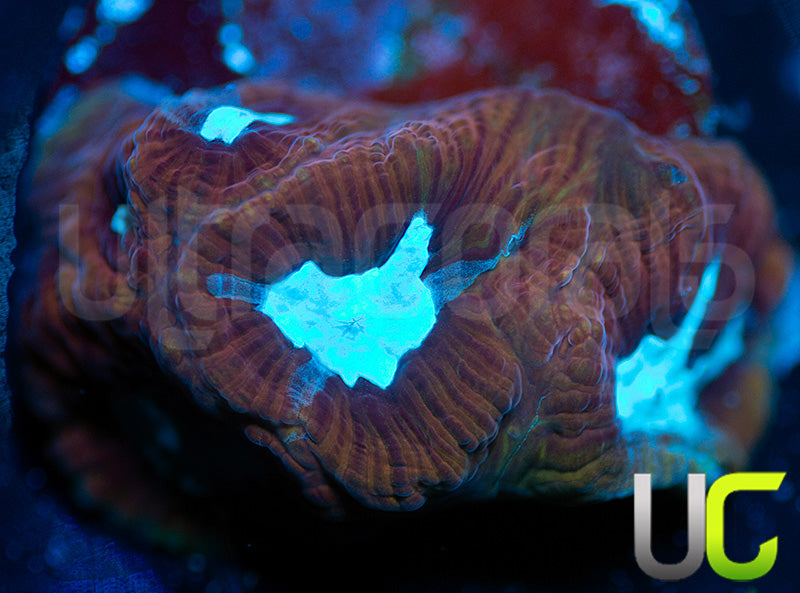 UC GOT Ice King Platy