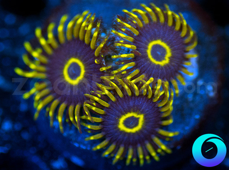 Purple Hornets