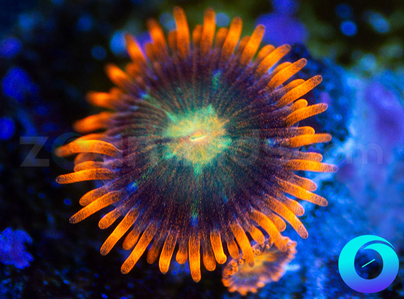 Solar Fusion