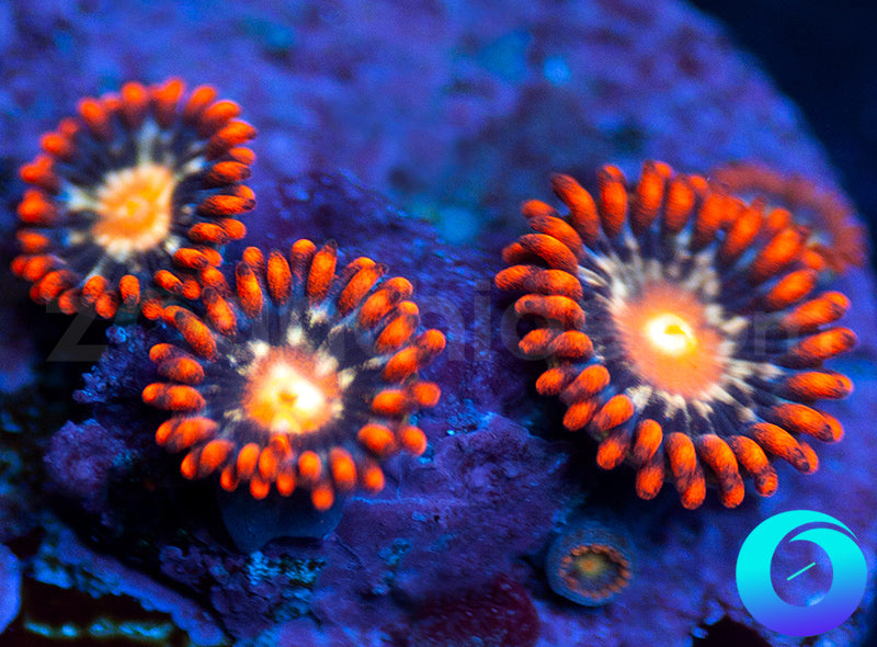 Firecrackers