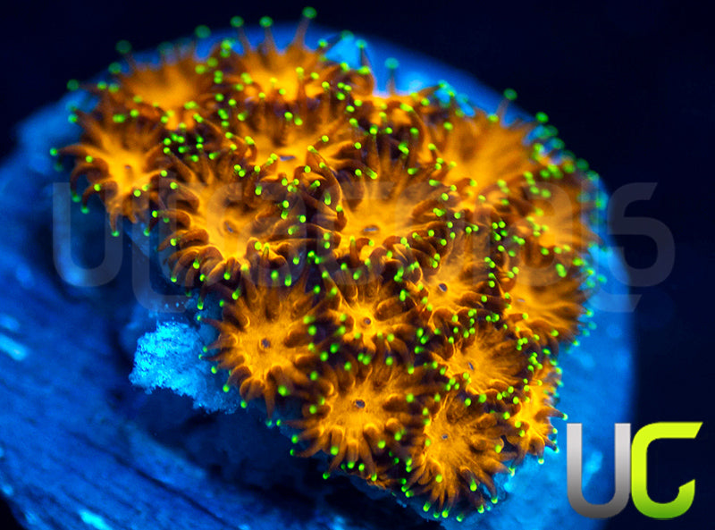 UC Lightning Tip Leptastrea