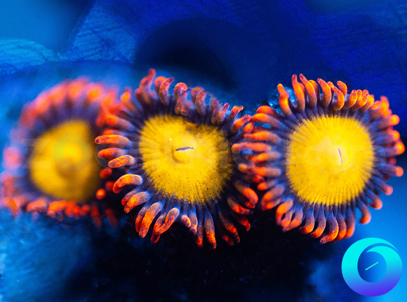 Mandarin Oranges