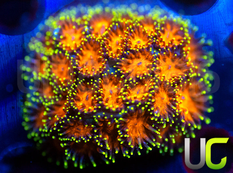 UC Lightning Tip Leptastrea