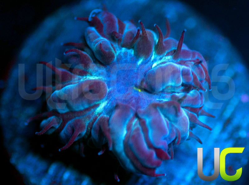 UC Blue Sphinx Blasto