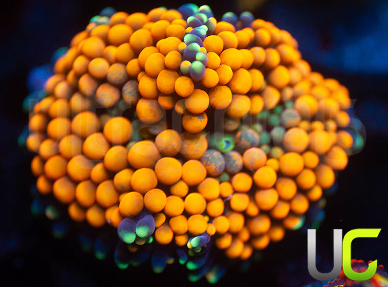 UC Orange Bubble Bouncing Florida Ricordea