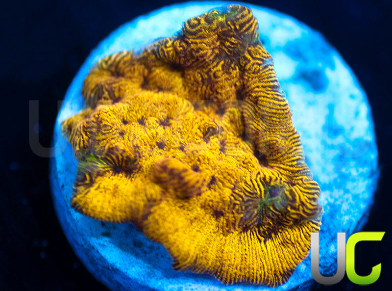 UC Golden Dragon Lepto