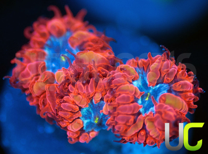 UC Blue Raven Blastos