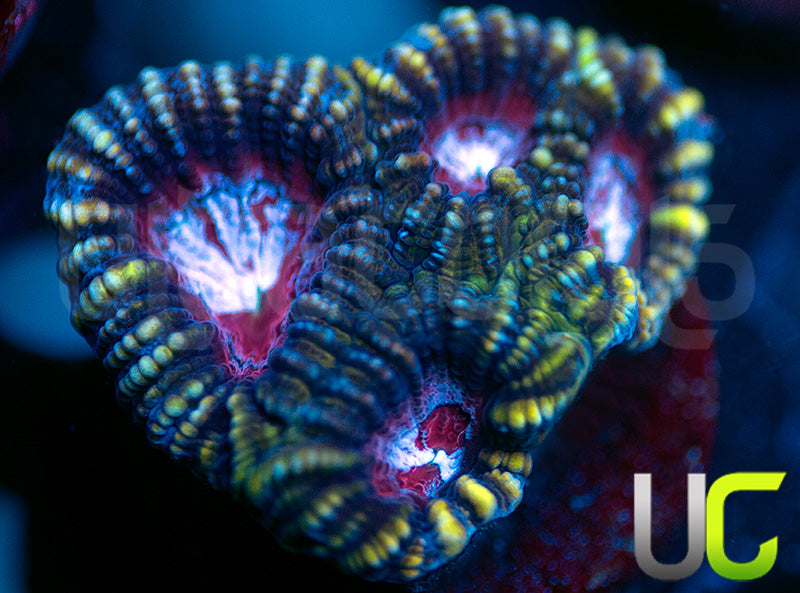 UC Blue Leopard Favia