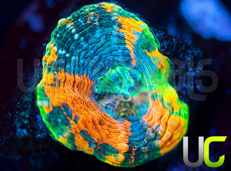 BigR Gumdrop Acan Echinata