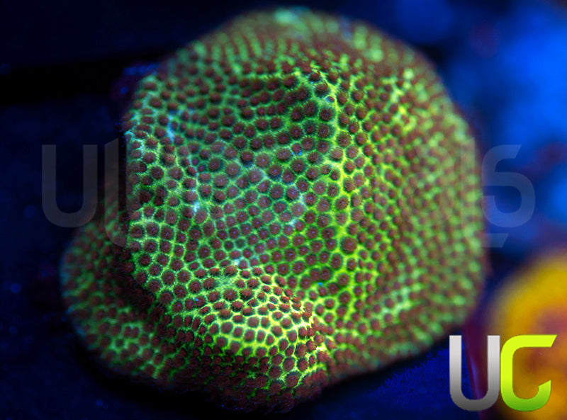 UC The Grinch Porites