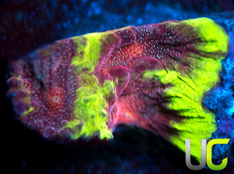 UC Sour Power Favites