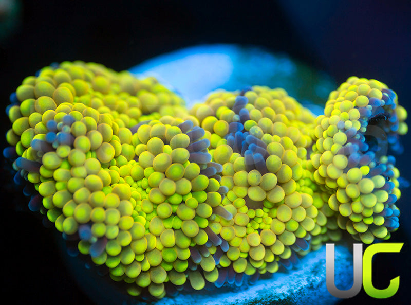 UC Canary Yellow Florida Ricordea