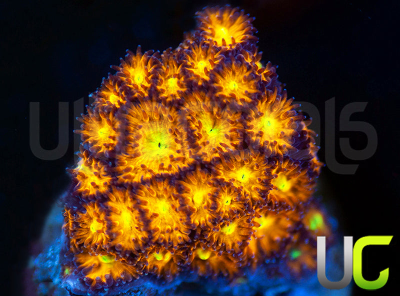 UC Dragonball Z Leptastrea