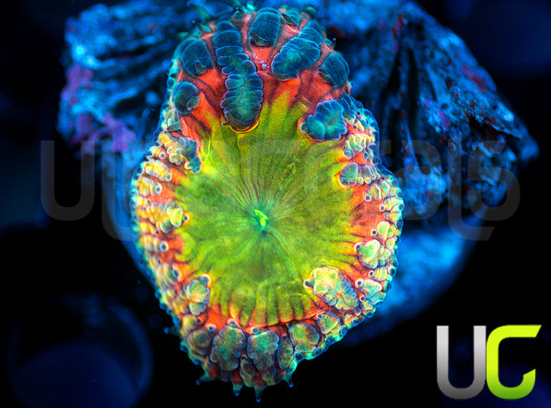 BSA TT Twister Blasto