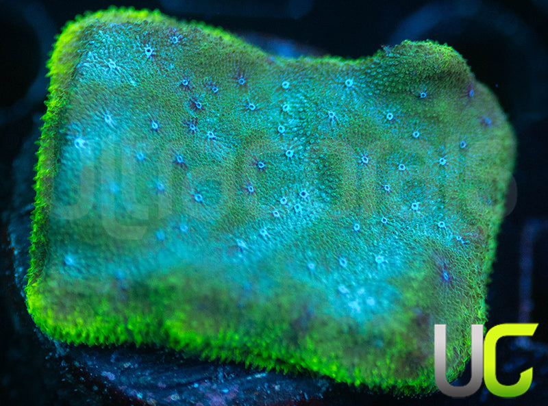 UC Toxic Constellation Psammocora