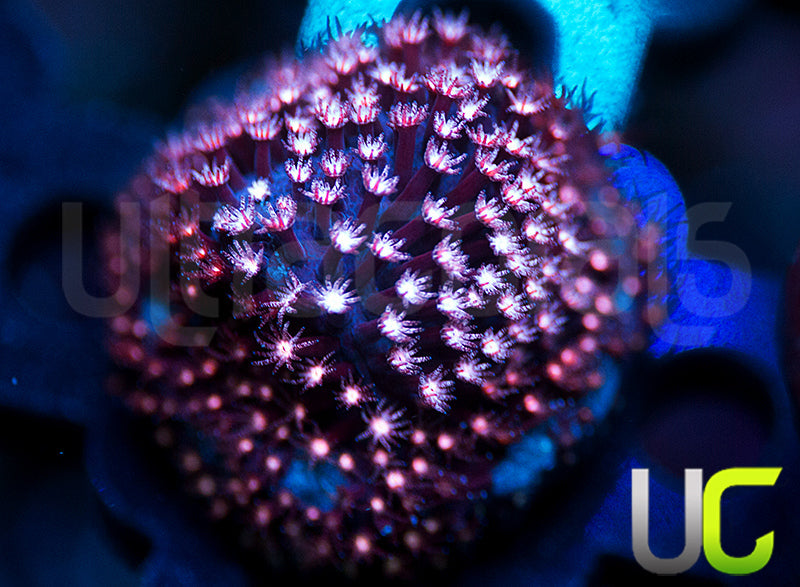 JF Jose Casas Pink Polyp Stylo
