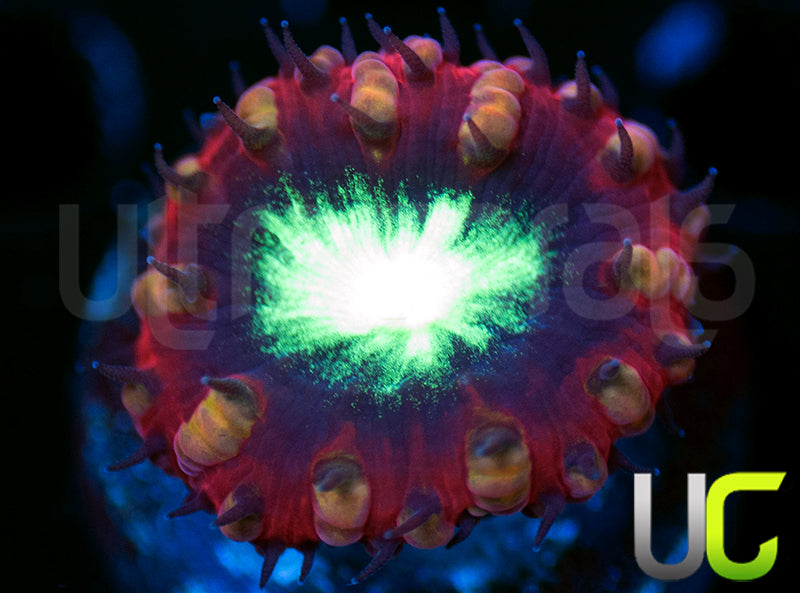 UC Glory Hole Blasto