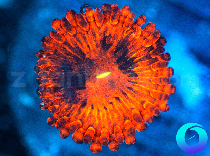 Little Red Riding Hood