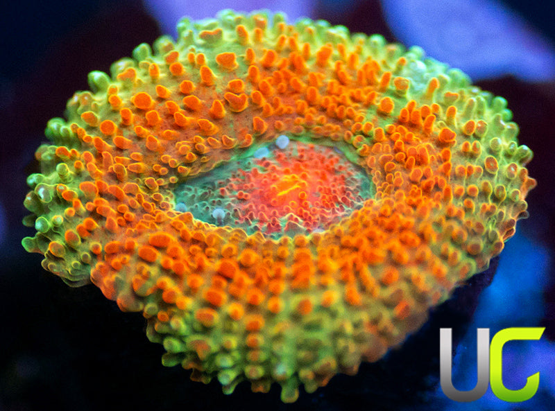 UC Bridesmaid Micro Lord