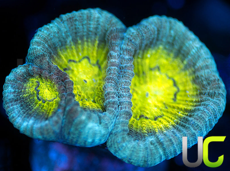 UC Crazy Goniastrea