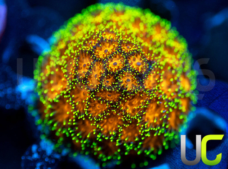 UC Lightning Tip Leptastrea
