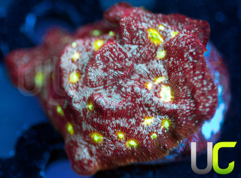 UC Red Devil Lepto