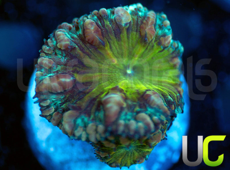 UC Infinity Blasto