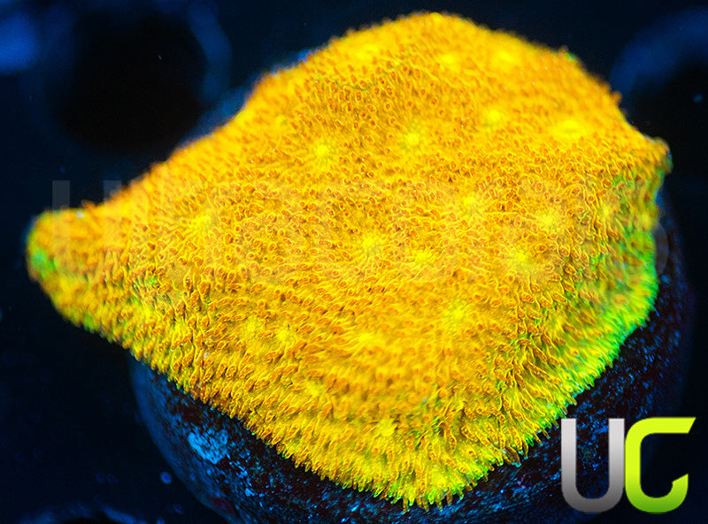 Yellow Yutz Psammocora