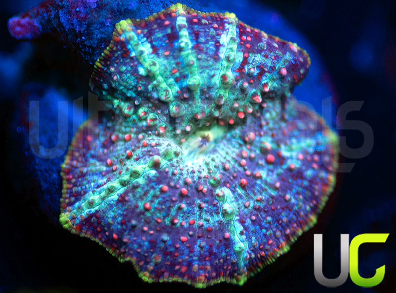 UC Confetti Mushroom