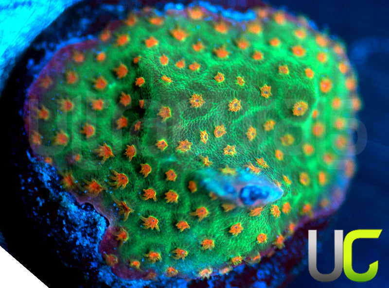 UC Reptar Porites