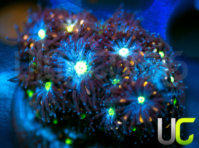 UC Stunt Double Leptastrea