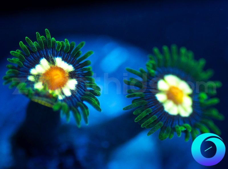 Daisy Cutters