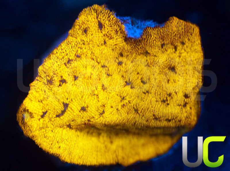 UC Golden Dragon Lepto