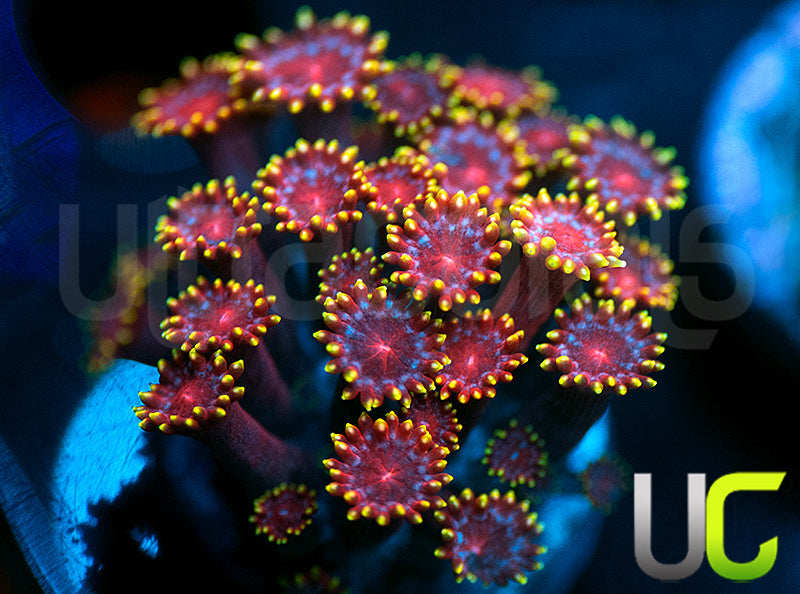 UC Pixy Stix Bernardpora