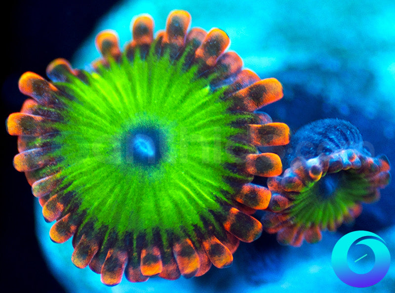 Electric Oompa Loompa