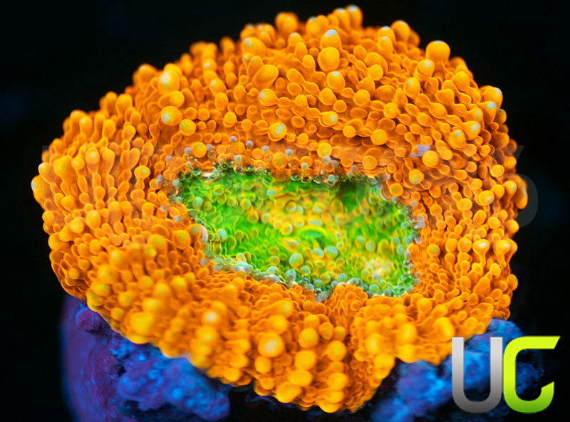 OG Pumpkin Patch Acan Echinata